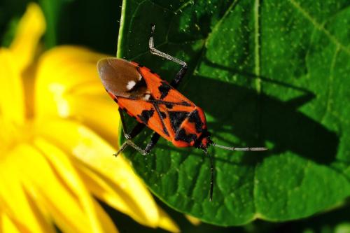 Réf. 328 266 : Spilostethus pandurus